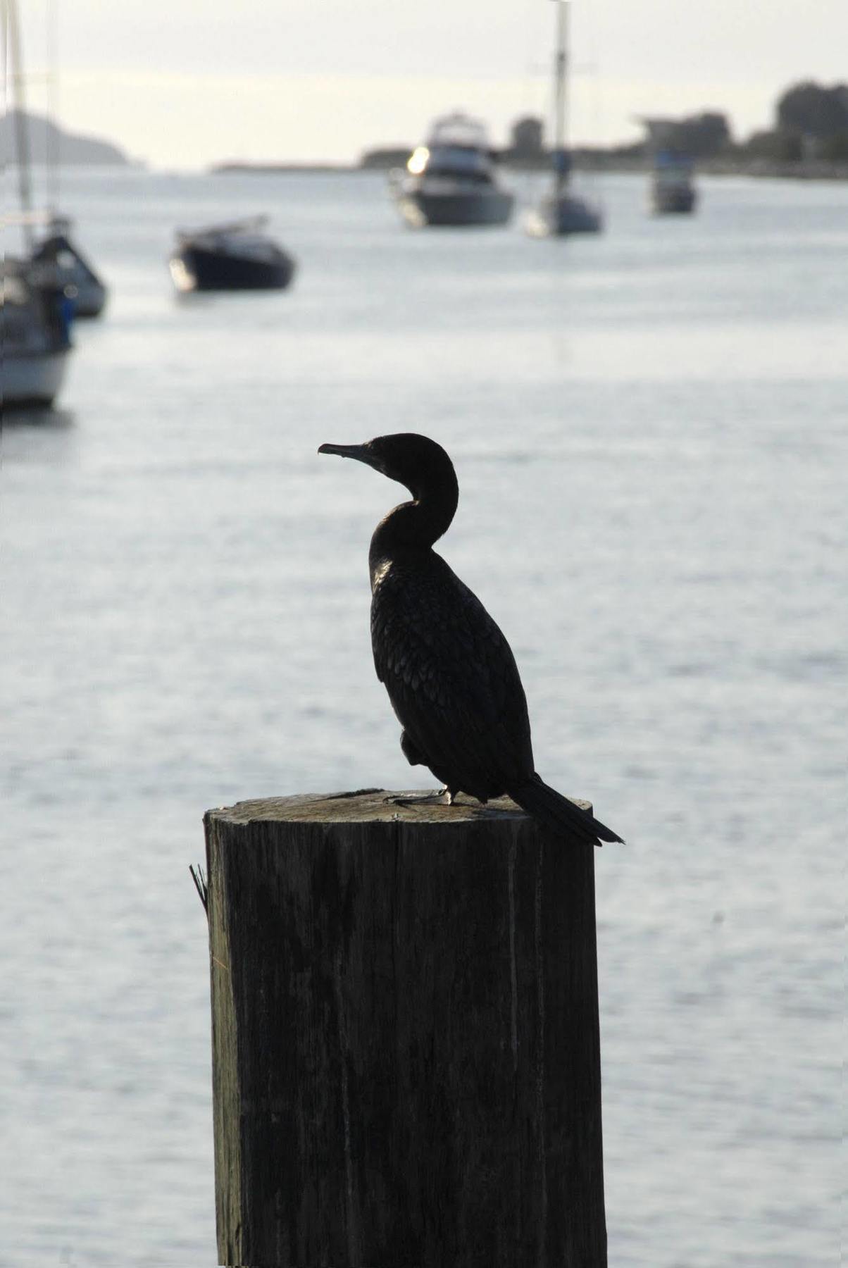 Motel Mariners On The Waterfront Batemans Bay Esterno foto